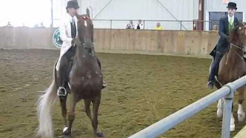 5-Gaited Show Pleasure American Saddlebred Champag...