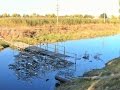 Râul Răut la Bălți, poluat și umflat pe vreme secetoasă (13.10.2014)