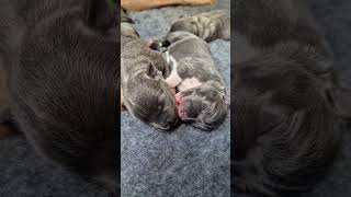 Sleeping Newborn Puppy Sisters