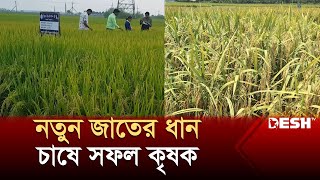 সাতক্ষীরার দুর্যোগ বিধ্বস্ত মাঠে নতুন আশা বিনা ধান | Satkhira Paddy | Desh TV