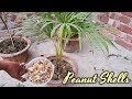 Can Peanut Shells Be Your Plant’s Best Friend ? Check out Here Easy And Useful Process