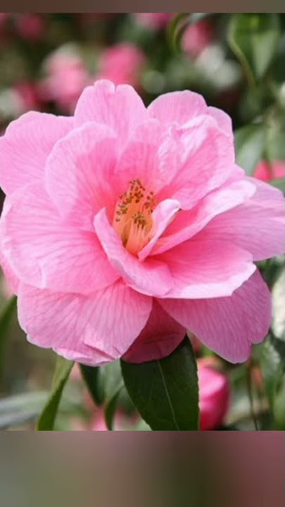 Spring blooming camellia  https://www.numaonline.com/search?q=Camellia