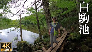 4K映像︎もののけの森【北八ヶ岳 白駒池キャンプ2020夏】神秘の苔と原生林 Shirakomapond