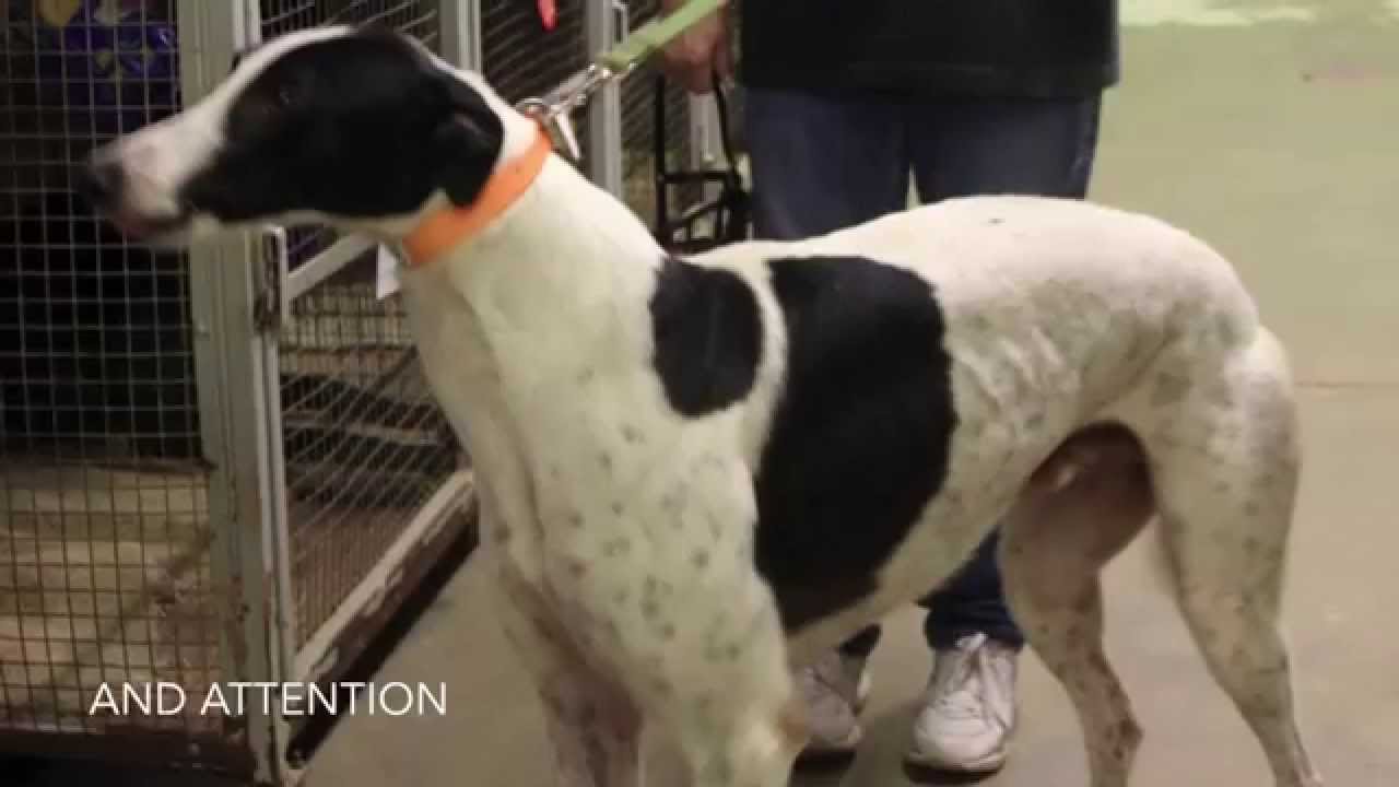 Greyhound Alliance's Sunburst Project YouTube