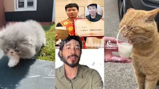 Video Asli Xu Zhihui Blender Kucing Viral Di Tiktok || Viral Blender Kucing Full Video