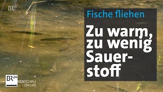 Warmes Flusswasser Fische Fliehen Vor Der Hitze Im Main Br24