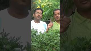 চন্দ্রমল্লিকা গাছে কোন কোন কীটনাশক ব্যাবহার করা উচিত? How to prevent insect from chrysanthemum plant