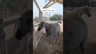 فرس تهاجم مهره  #اسطبل #الشقب #خيل