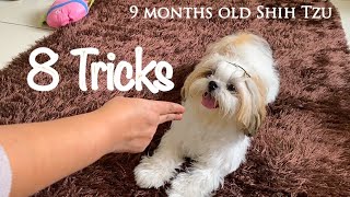 9 months old Shih Tzu doing Tricks | Funny video | Mimi Shih Tzu