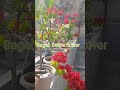 BOUGAINVILLEA FLOWERS