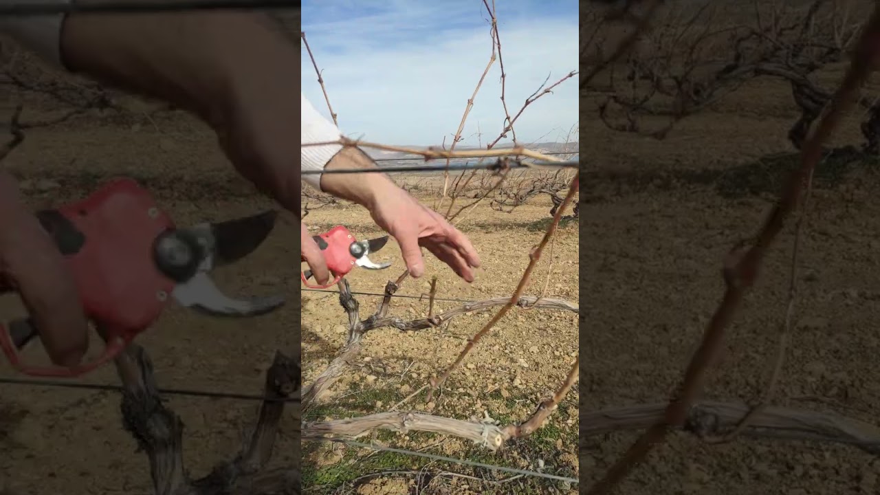 Nevşehir Avanos Göynük köyünde örnek üzüm teveği budama videosu...