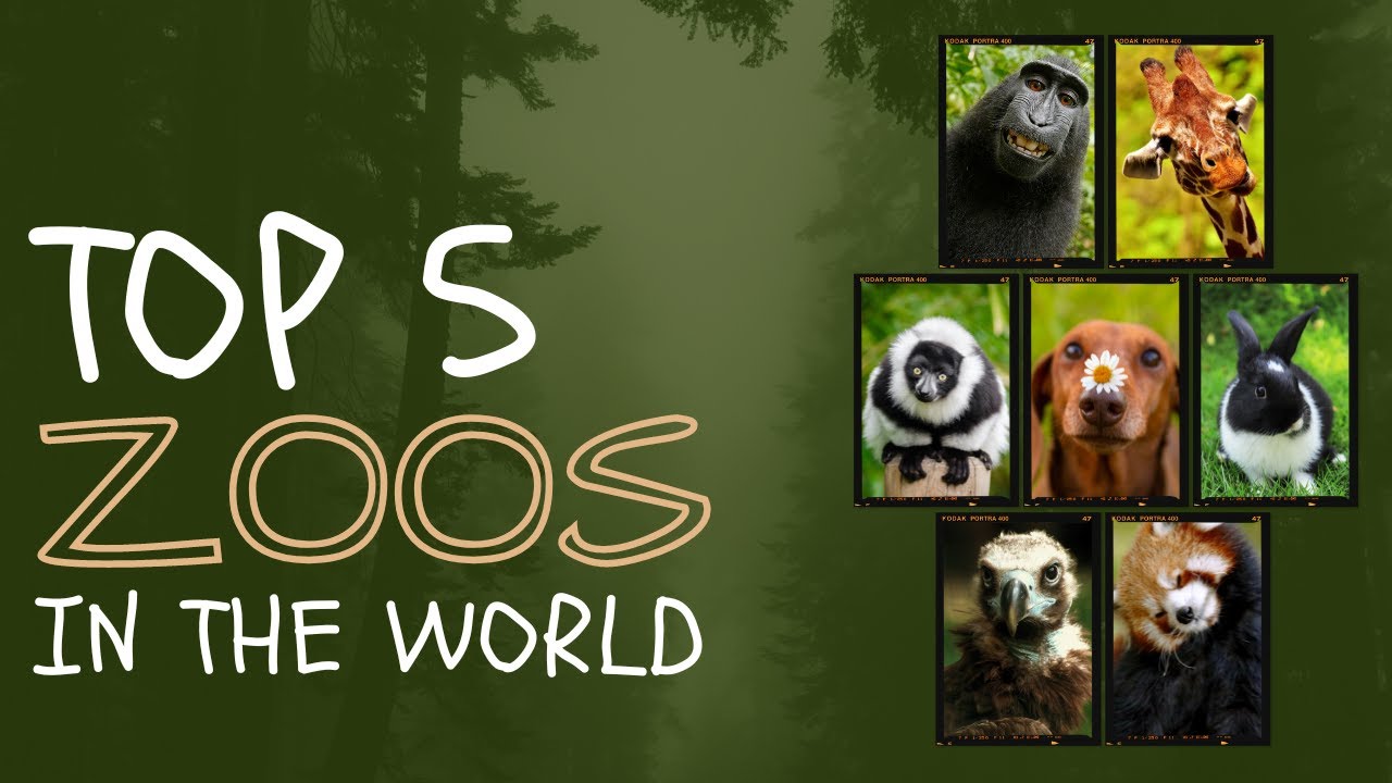 Top 5 Zoos in the World MustVisit Wildlife Sanctuaries 🌍 YouTube