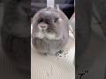 うさぎの親子のちがい　#shorts #うさぎ #rabbit