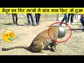 तेंदुए की जो हालत हुई देखकर आप भी हैरान हो जाओगे ll Animal amazing Rescue [part-4]