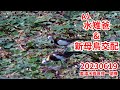 20230619 水雉爸與新母鳥交配 - 台灣高雄美濃湖水雉生態直播 種苗池巢位(1號機)