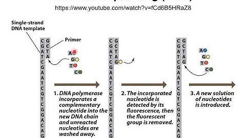 Recombinant DNA technology 8 - Illumina DNA sequencing