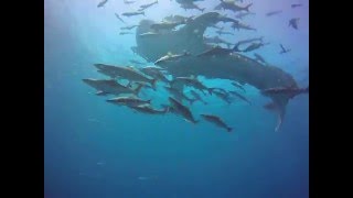 Whale shark (ฉลามวาฬ)