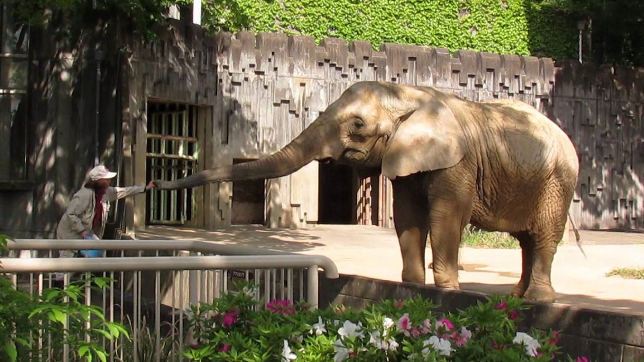 Snack time for African Elephant, Higashiyama Zoo, Nagoya, Aichi  名古屋市の東山動物園のアフリカゾウのおやつ時間