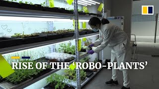 Singapore’s ‘robo-plants’ fuse nature with tech to help farmers detect crop problems