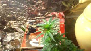 CFL grow experiment Day 45, Flowering Day 17