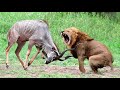 Old Lion Helpless In Front of Angry Antelope – Kudu, Wildebeest, Gemsbok | Leopard vs Honey Badger