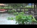 優雅にハスの花咲き始め