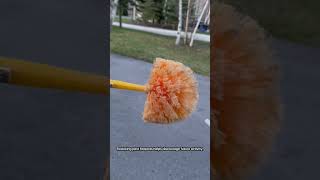 Looking for the best pest control for home?