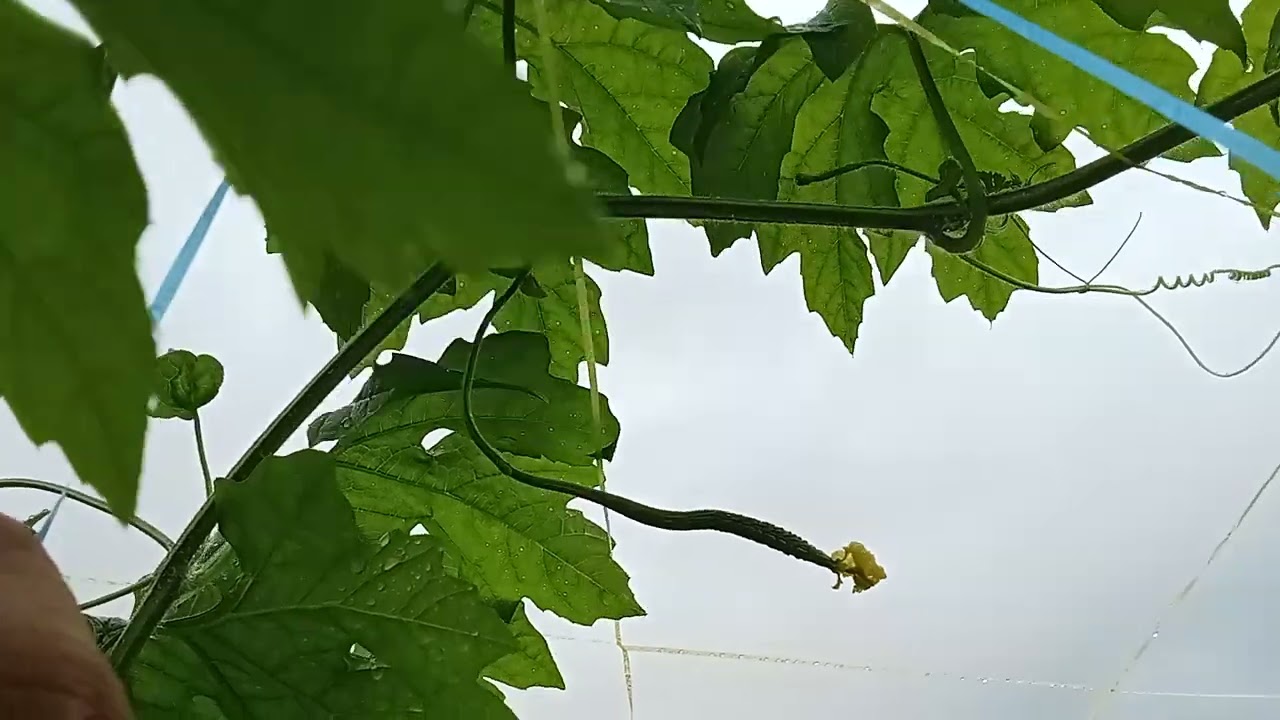 Green spear variety from Chai Tai seeds