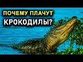 ПОЧЕМУ ПЛАЧУТ КРОКОДИЛЫ