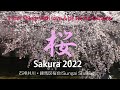 Sakura Japan Pray for Sunflower Ukraine 桜と向日葵 石神井川の桜 Bunga Sakura 2022