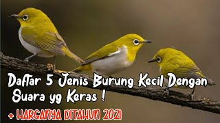 DAFTAR 5 JENIS BURUNG KECIL DENGAN SUARA YANG KERAS DAN MELENGKING BESERTA HARGA NYA DITAHUN 2021 ❗