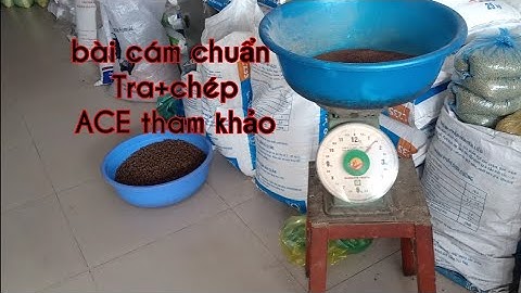 Mồi câu cá tra