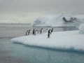 Penguins jumping on ice floe