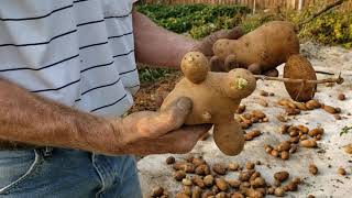 20201008 4 Digging Potatoes In October