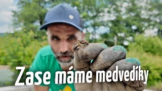 Medvedík obyčajný (šťúr, krtonôžka) - ako sa zbavíte medvedíkov v záhrade?