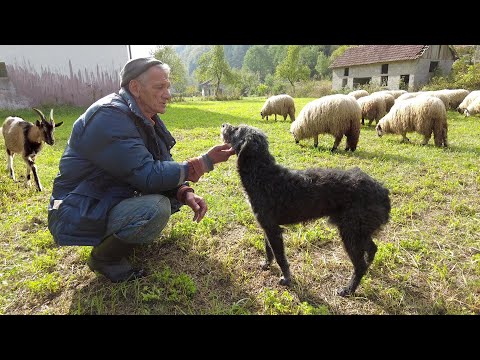 Video: Rudar Rušitelj - Ljubitelj Paradižnika