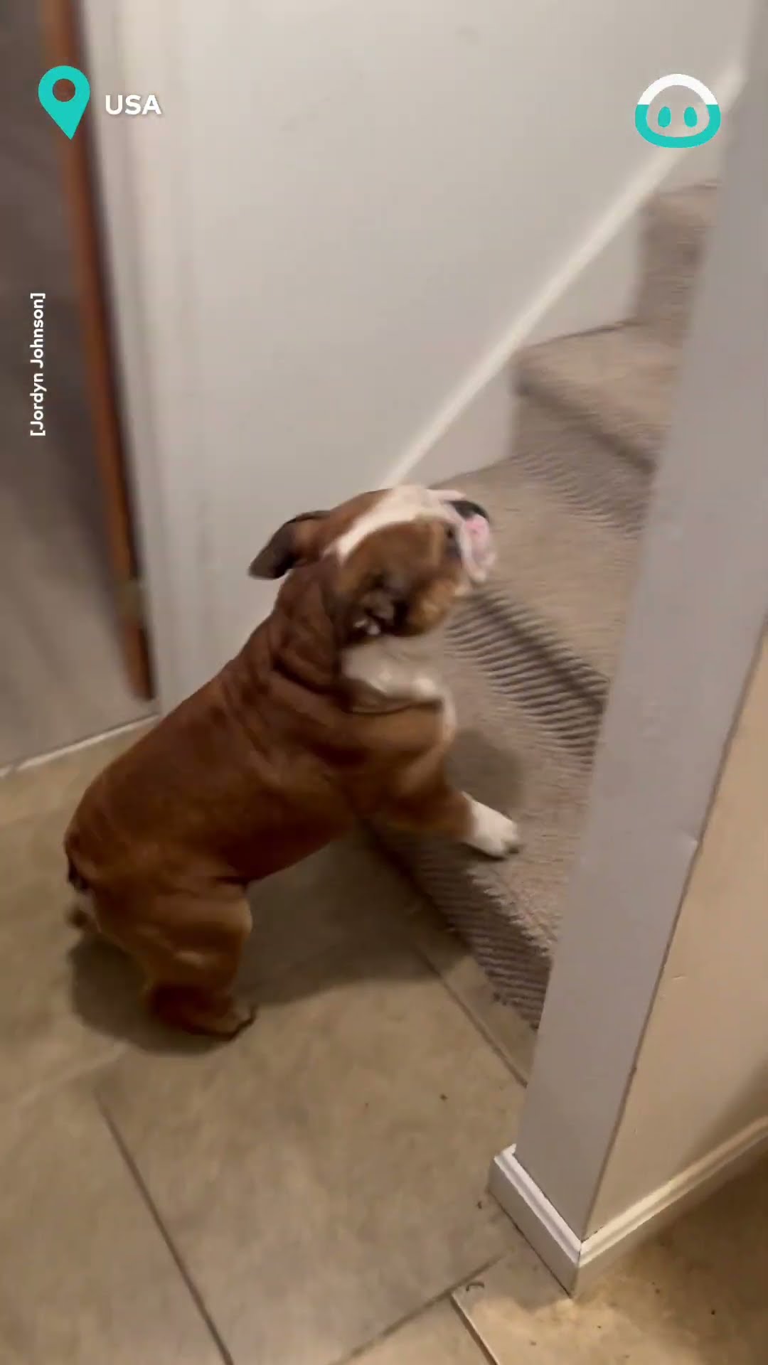 This Dog Wants Donuts || ViralHog