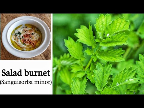 Salad burnet identification (Sanguisorba minor)