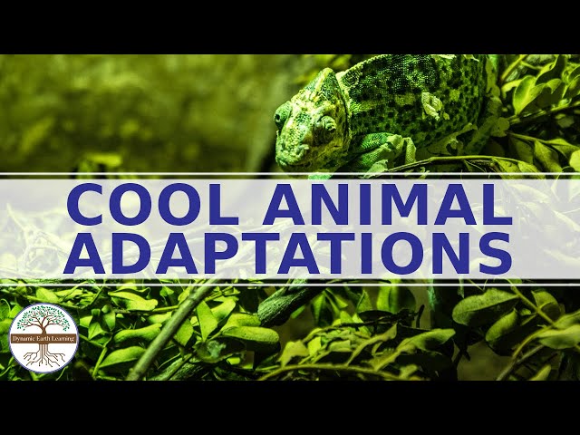 What is adaptation in animals? conservation science explainer video