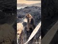 食いしん坊パンチ君🤭がんばれパンチ君🙊