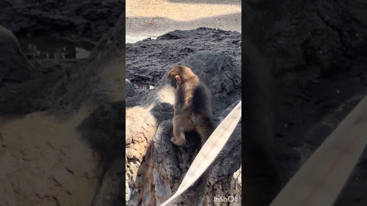 食いしん坊パンチ君🤭がんばれパンチ君🙊