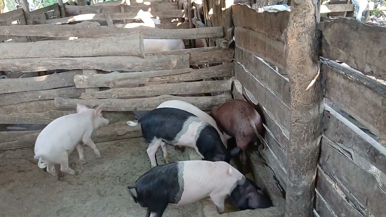 Je..! una mtaji mdogo kufuga Nguruwe? zingatia haya