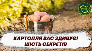 Вирощування КАРТОПЛІ: СЕКРЕТИ ЕФЕКТИВНОГО УДОБРЕННЯ