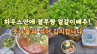 야들야들 열무와 얼갈이배추 돗나물 김치 합니다 맛있는 김치말이 국수!(추자도 멸치액젓 구독자 해택)