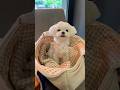 산책 후 휴식🫶🏻 #말티즈일상  #말티즈그램 #귀여운영상 #pets #puppy #cute #cutedog