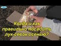 Лук-севок! Как и когда я сажаю! Инструкция по выращиванию!