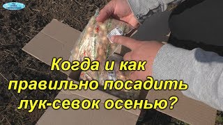 Лук-севок! Как и когда я сажаю! Инструкция по выращиванию!