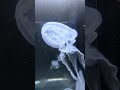 Jellyfish in Japan