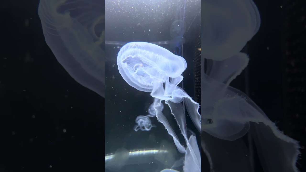 Jellyfish in Japan