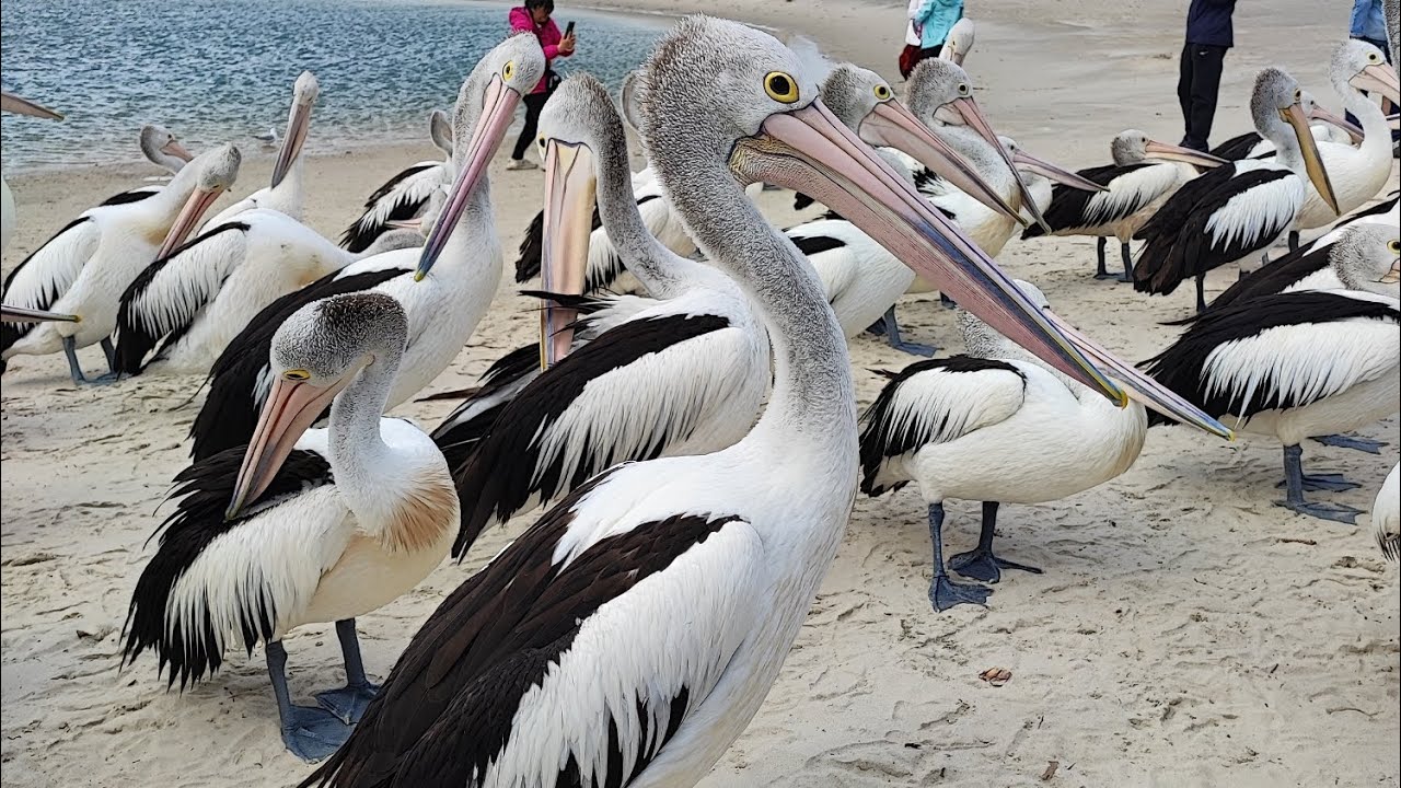 Pelican feeding at Gold coast, Queensland. A free, must watch, daily attraction...